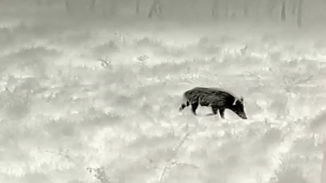 ZEISS DTI 3/35 - Wildboar