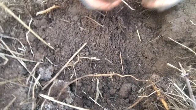Как и где найти клад монет смотреть онлайн