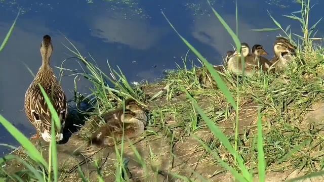 Birds of Many Colours : Video for People and Cats to Watch 2020 смотреть онлайн