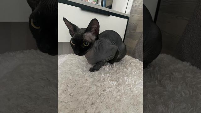 кошка агрессивно сидит 2 минуты под бразильский фонк #phonk#brazil#brazilianphonk#сфинкс#кошка