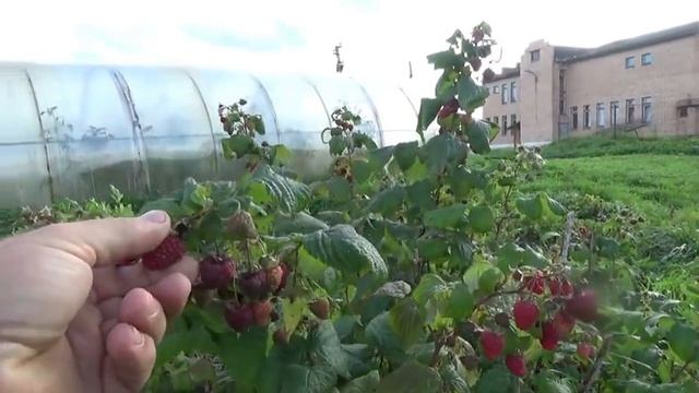 У щенков открываются глаза смотреть онлайн
