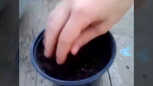 Как вырастить цветок катарантус в домашних условиях ??? смотреть онлайн