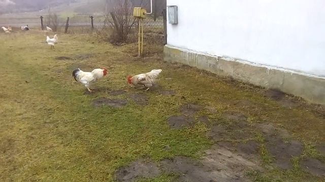 внуки трех богатырей. Молодой белый петух противостоит соседскому взрослому смотреть онлайн
