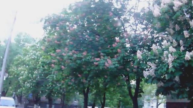 Расцвели каштаны в Киеве весной