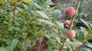 СВГ. Опата. Слива