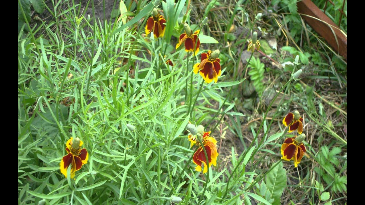 Цветок Ратибида Сомбреро Седек смотреть онлайн