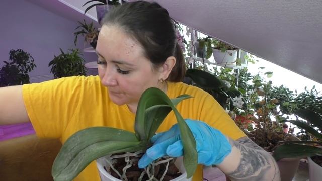 СРОЧНАЯ РЕАНИМАЦИЯ / Орхидея упала с полки в полном роспуске / смотреть онлайн