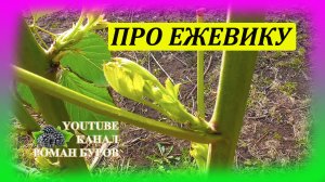 Ежевика уход и выращивание. Когда снимать укрытие с ежевики. Как выращивать ежевику на даче.