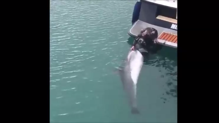 Приласкал дельфина смотреть онлайн