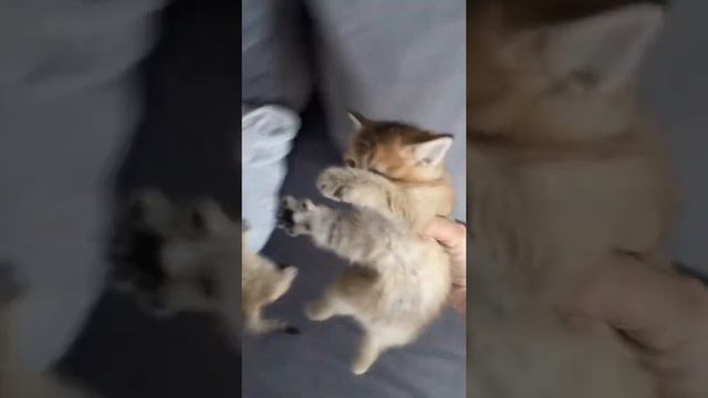 #коты #котята #кайф #кот #котики #котывидео #кошки #приколы #приколысживотными #смех #котятки #игры смотреть онлайн