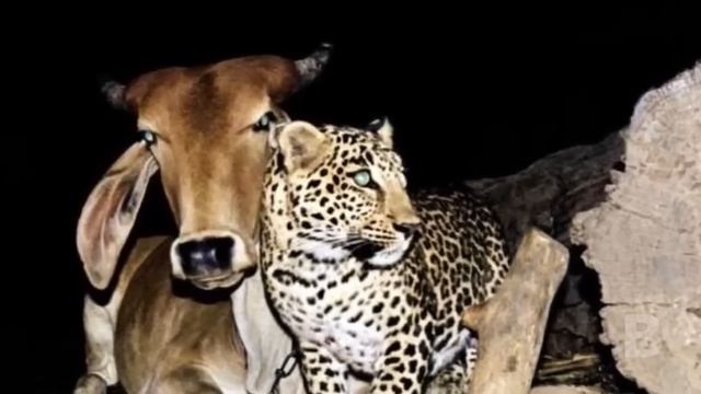 Леопард каждую ночь приходил к Корове. Когда фермер узнал причину, то был просто в шоке! смотреть онлайн