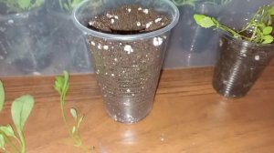 ??✂️Формируем кустик НЕМЕЗИИ? для пышного цветения?#немезиярассада #немезия #немезияразмножение