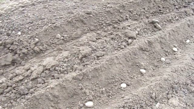 Сажаем картошку с помощью трактора т-25 смотреть онлайн