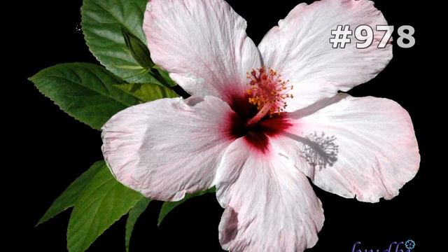 #978. Гибискус - самые красивые цветы смотреть онлайн