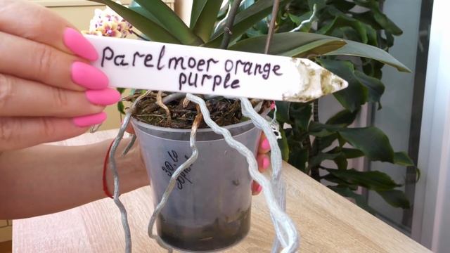 Орхидеи СТАРАЮТСЯ. Неон СУМАСШЕДШИЙ. смотреть онлайн