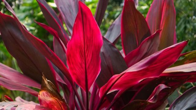 Что Кордилина принесет в дом? Приметы и суеверия о Кордилине.