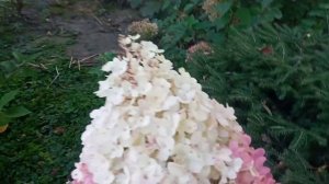 Гортензия Строуберри Блоссом. Первый сезон после посадки.