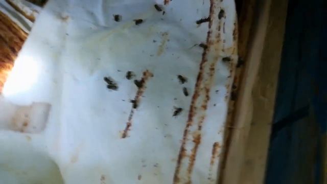 Зимовка пчёл в омшанник смотреть онлайн