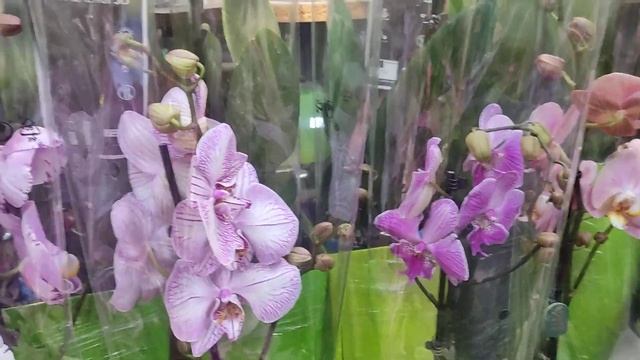 Завоз КРУПНОЦВЕТКОВЫХ ОРХИДЕЙ в магазине "ТОЧКА ЦВЕТОЧКА"❤️? смотреть онлайн