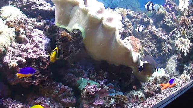 Аквариумы в зоопарке Новосибирска смотреть онлайн