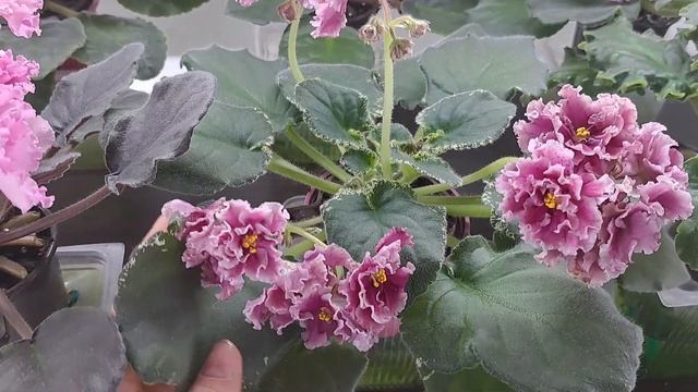 10 цветущих фиалок радуют своим цветением. смотреть онлайн