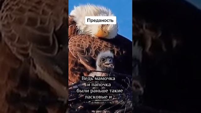 как орлица выбирает орла смотреть онлайн