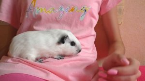 САМЫЙ МИЛЫЙ НОВЫЙ ПИТОМЕЦ / КТО К НАМ ПРИЕХАЛ? / АЛИСА ИЗИ ПЕТС