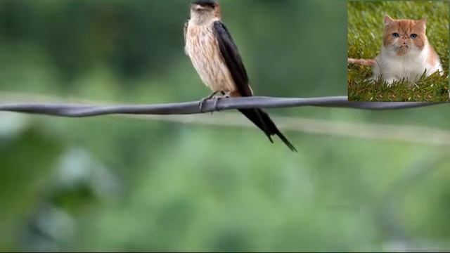 Рыжепоясничная ласточка - Hirundo daurica смотреть онлайн