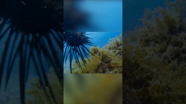 Подводная ферма в опасности. Гарибальдия против Морских ежей смотреть онлайн