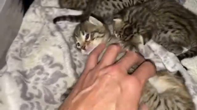 Как выглядят новорожденные котята саванна #3 смотреть онлайн