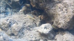 Ядовитые рыбы Красного моря, Египет, видео с названиями рыб,  не ешьте и не берите в руки