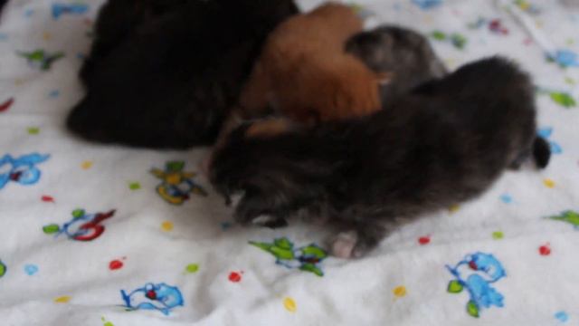 Maine coon kittens смотреть онлайн