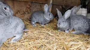 фландер шиншилового окрасу, або шиншила європейська