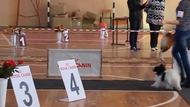 01/05/16. Бийск. Моно Папийон-Фален. Ранг ПК. Эксперт Пуха О. Часть 3. смотреть онлайн