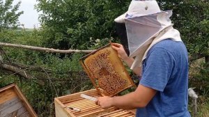 ЛОВЛЯ РОЕВ. ПЕРЕСАДКА РОЯ. РОЕЛОВСТВО.ЛОВУШКА ПРОСТОЯЛА НА АКАЦИИ.ЕКОНОМИЯ ВОЩИНИ ПРИ ЛОВЛЕ РОЕВ
