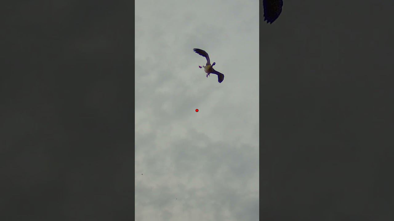 Эпичные выстрелы\падения по гусю 2024 смотреть онлайн