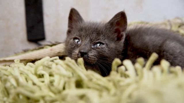 Трогательный стих "Два бездомных чуда" - автор Аманда Блэк смотреть онлайн