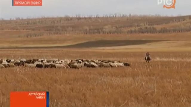 Фермеры Хакасии стараются создать все условия для чабанов смотреть онлайн