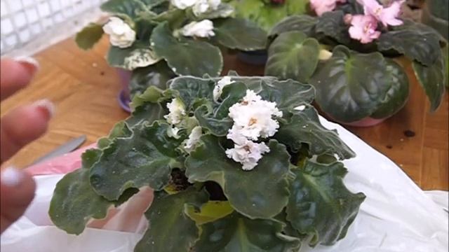 Почему у фиалки вянут листья смотреть онлайн