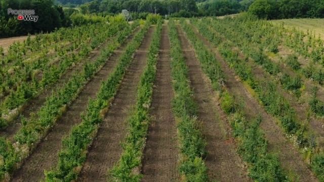 КАК ИЗБАВИТЬСЯ ОТ ТЛИ НА ЯБЛОНЕ СУПЕР СРЕДСТВО смотреть онлайн