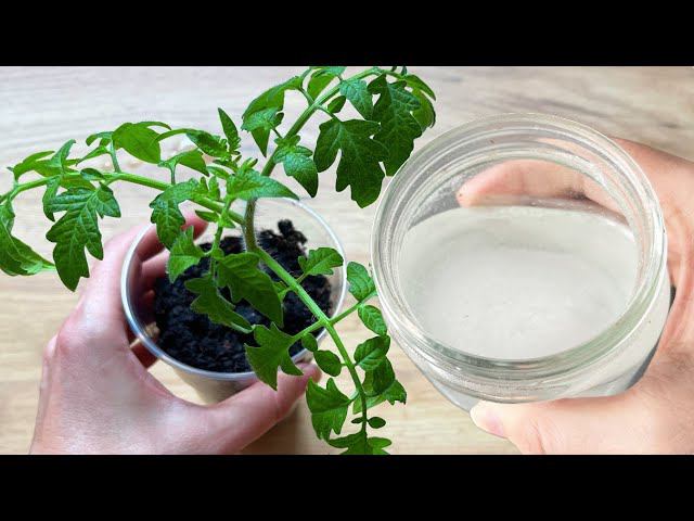 ДЛЯ РОСТА КОРНЕЙ И ОТ ВЫТЯГИВАНИЯ РАССАДЫ, ПОЛЕЙТЕ ЭТИМ ТОМАТЫ, ПЕРЦЫ, ОГУРЦЫ смотреть онлайн