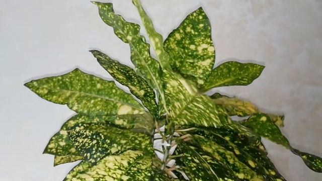 Кротон Gold Sun и каллизия Pink Lady смотреть онлайн