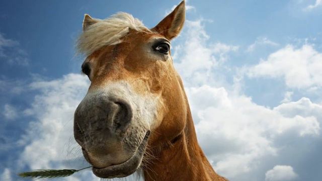 К ЧЕМУ СНИТСЯ ЛОШАДЬ - ВИДЕТЬ КОНЯ ВО СНЕ - Толкование Снов - СОННИК