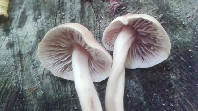 Sheathed Woodtuft (Kuehneromyces mutabilis) AROMATIČNA PANJEVČICA смотреть онлайн