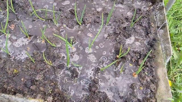 Подкормка лука для наращивания пера. 31 мая 2021 г. смотреть онлайн