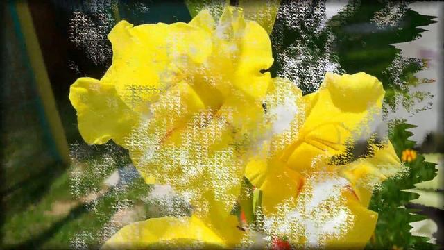 Flowers and Music-Gladíolus-Гладиолусы смотреть онлайн