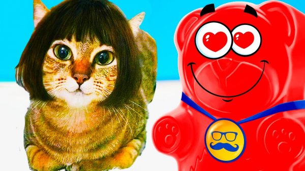 Купил Валерке кота !! Мурлин Мурло для медведя Валеры !