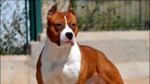 Стоит ли бояться заводить породу собак амстафф? Американскиф стаффордширский терьер.