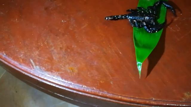 Нашёл скорпиона рядом с домом в Тайланде смотреть онлайн