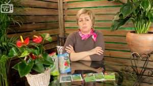 Капуста брокколи ✅ Лучшие сорта и особенности выращивания ✅ Польза для человека